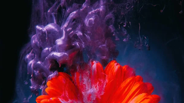 Flower paint. Water ink drop. Floral art. Purple color shiny glitter fluid splash on bright orange daisy petals on dark blue background.