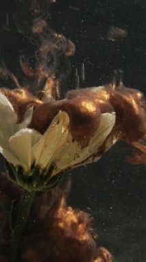 Vertical video. Flower ink. Water paint drop. Fantasy nature. Bronze brown color shiny glitter fume cloud spreading over white daisy petals on dark black background.