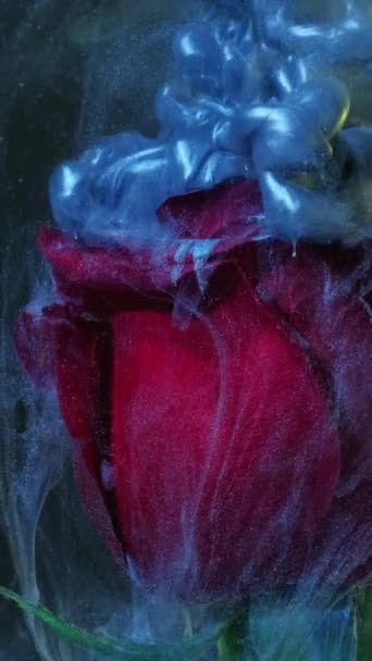 垂直ビデオ 花の煙だ 水を塗れ 幻想的な自然 濃い抽象的な背景に赤いバラの花びらに青い色の光沢のある流体スプラッシュミスト浮遊運動 — ストック動画
