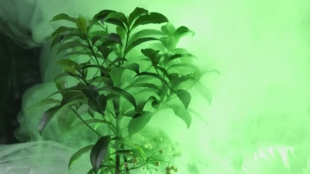 地球温暖化 産業汚染だ 汚い空気だ プラスチック製の段ボールパイプの下で成長している盆栽は 暗い背景にネオンライト緑の煙を吹いて — ストック動画