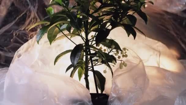 温室效应 概念艺术 塑料污染 全球变暖 黑底透明聚乙烯覆盖盆景树的不明女人 — 图库视频影像