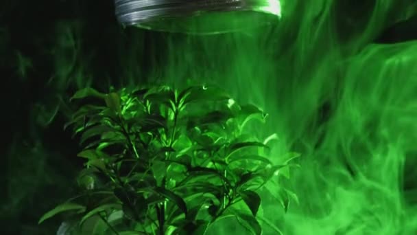 温室効果 地球温暖化 産業汚染だ ポリエチレン段ボール管の下で成長する盆栽の木暗い背景にぼやけた緑のネオンの光霧を吹く — ストック動画