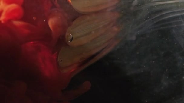 垂直ビデオ フラワーインク 水の塗料スプラッシュ 爆発炎だ 濃い黒の抽象的な背景にオレンジ色のデイジーの花びらに広がる赤い色の香水雲 — ストック動画