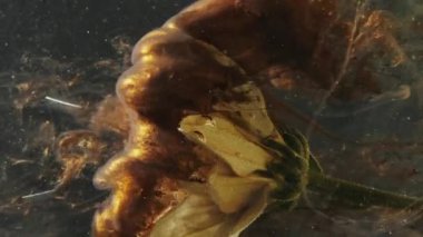 Vertical video. Water flower. Ink splash. Floral art. Golden brown color sparkling glitter fluid vapor shot motion on white daisy petals on dark background.