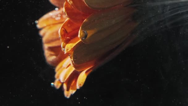 Vertical Video Underwater Flower Glitter Mist Night Plant Beauty Orange — Stockvideo