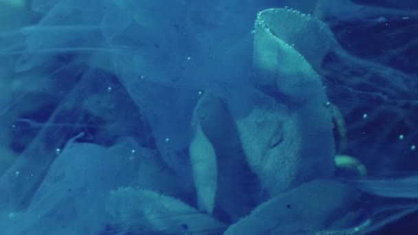 Vertical Video Flower Smoke Ink Water Splash Underwater Plant Blue — Video