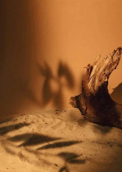 นหล งทราย องค ประกอบทางธรรมชาต แสดงส นไม าตาลเงาใบไม เปล อกไม บนต — ภาพถ่ายสต็อก