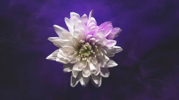 花の背景 花の煙だ 幻想的な自然 白い花を咲かせるデイジーの花びらの上に水の中に浮かぶ紫色の塗料ミスト無料のスペースと暗い抽象的なアートテクスチャ — ストック写真