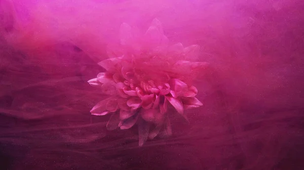 Blütenrauch Tintenwasser Unterwasserblüte Naturduft Rosa Farbe Blühende Gänseblümchenblätter Glitzerndem Nebel — Stockfoto