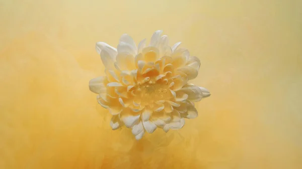 花の背景 花の煙だ 幻想的な自然 白い花を咲かせる花びらの上に水に浮かぶ黄色の色絵霧 アブストラクトアートな質感とコピースペース — ストック写真
