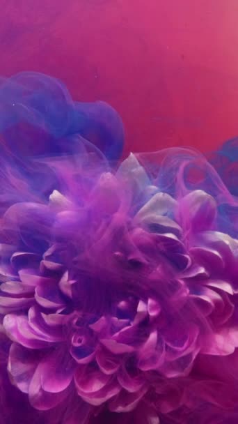 垂直录像 花的烟雾 墨水水 水下花朵 大自然的芬芳粉色抽象艺术背景上飘扬着紫色蓝色彩绘的白色菊花花瓣 — 图库视频影像