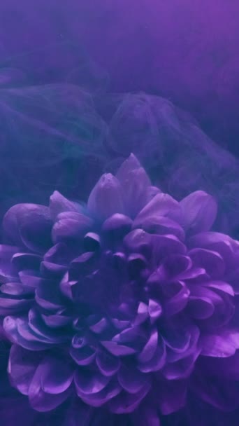 垂直录像 油漆水飞溅 花的烟雾 水下花朵 紫色蓝色颜料水汽云 在深暗抽象的艺术背景下绽放着盛开的雏菊花瓣 — 图库视频影像