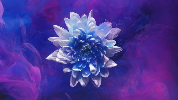 花の煙だ 花弁が水中 超自然的な性質 青い紫色のピンク色の塗料が白い開花デイジー抽象アートの背景に浮かんでいます — ストック写真