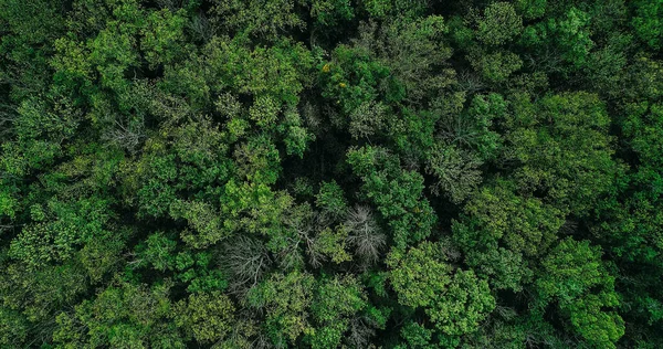 Floresta Coroas Fundo Conservação Floresta Vista Para Drones Protecção Natureza — Fotografia de Stock