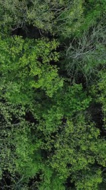 Dikey video. Woods arka planda. Sağlıklı bir ortam. İHA görüntüsü. Kırsal ekosistem ağaçları yeşillik manzarasını taçlandırdı.
