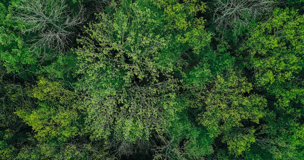 Pozadí Stromů Klid Přírody Letecký Záběr Venkovní Krásný Klidný Svěží — Stock fotografie