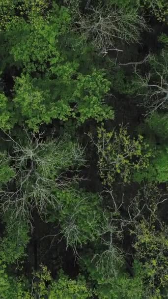 Vertikal Video Skogsbakgrund Naturparken Flygfoto Miljöskydd Emerald Grön Vild Tät — Stockvideo