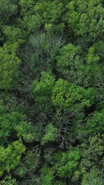 Függőleges Videó Erdei Lombkorona Háttér Erdővédelem Drónra Néző Smaragdzöld Buja — Stock videók