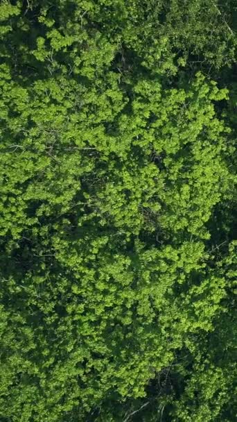 垂直录像 森林树叶背景 生态保护 宁静的户外风景 绿树成荫 茂密的树冠在风中摇曳 — 图库视频影像