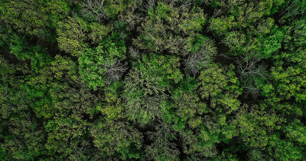 Woodland background. Nature connection. Aerial shot. Greenery landscape. Countryside forest emerald lush tree crowns foliage leaves texture flight scenery view.