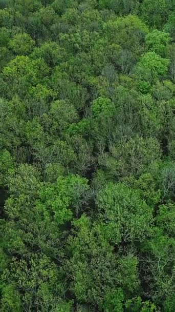 Vidéo Verticale Fond Bois Sauvage Conservation Des Forêts Vue Aérienne — Video