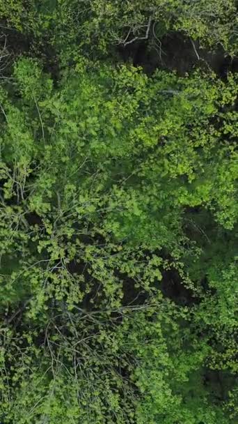垂直ビデオ 木の背景 自然の静けさ 空中射撃だ 緑豊かな森の緑の植物が風の風景の中に揺れる王冠の葉 — ストック動画