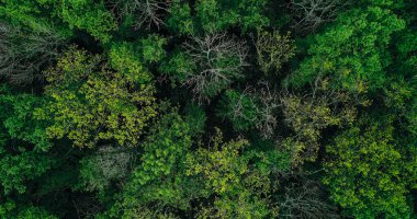 Orman arka planı. Doğa parkı. Hava görüntüsü. Çevre koruma. Zümrüt yeşili, yoğun, heybetli, sakin, çeşitli ağaçlarla süslenmiş ağaçlar..