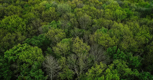 Lesní Pozadí Letní Les Harmonie Přírody Klidná Okouzlující Venkovní Krajina — Stock fotografie