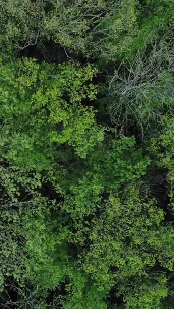 Vídeo Vertical Woods Topo Fundo Ambiente Saudável Vista Para Drones — Vídeo de Stock