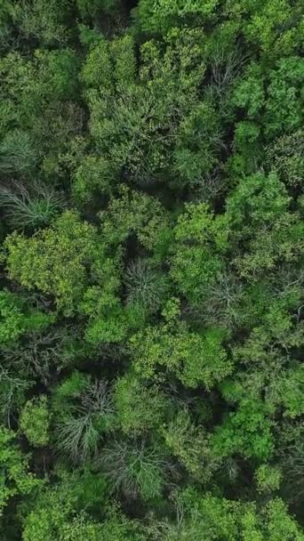 Κάθετο Βίντεο Φόντο Κορώνες Δάσους Προστασία Των Δασών Αεροπλάνο Προστασία — Αρχείο Βίντεο