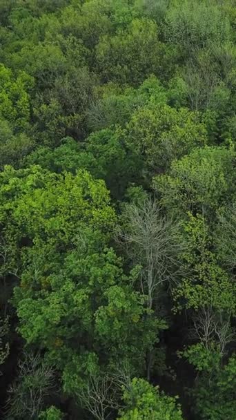 Pionowe Wideo Tło Lasu Letnie Lasy Naturalna Harmonia Spokojny Uroczy — Wideo stockowe