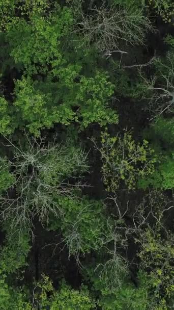 垂直ビデオ 森を背景に 自然公園 空中展望 環境保護 多様な木の冠を持つエメラルドグリーンの野生密度の高い壮大な静かな絵の森 — ストック動画