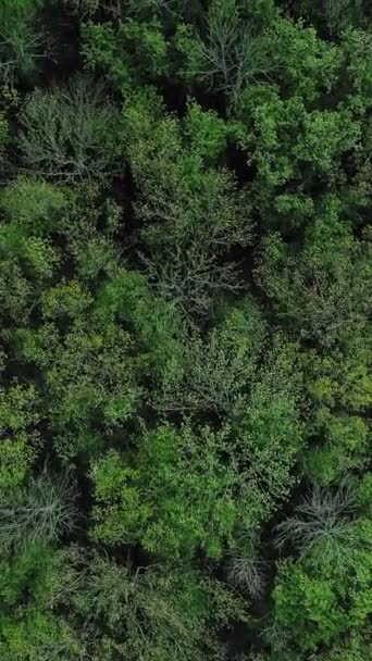 Verticale Video Bos Toppen Achtergrond Luchtfoto Bosbehoud Boeiende Natuur Landschap — Stockvideo