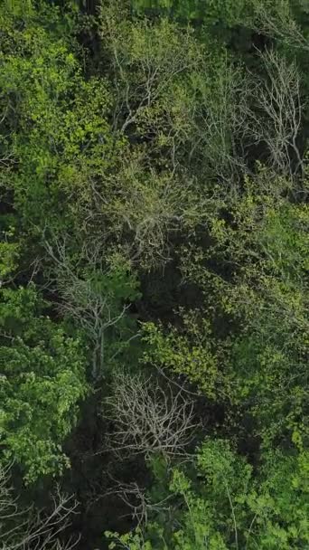 垂直ビデオ 森のキャノピーの背景 森林保全 田舎の自然野生の新鮮な密な緑の木の冠はテクスチャの風景を残し — ストック動画