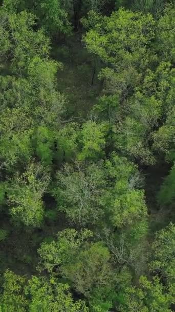 Vertical Video Green Environment Background Drone View Woodland Preservation Landscape — Stock Video