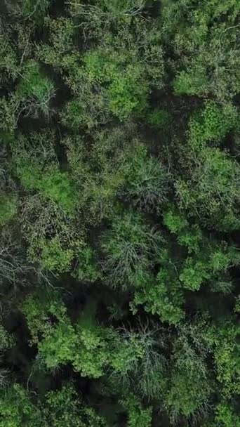 Pionowe Wideo Pochodzenie Leśne Połączenie Natury Widok Drona Krajobraz Zieleni — Wideo stockowe