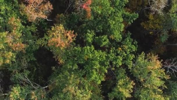 Vertikal Video Flygplansträ Drönarträd Grönt Gult Lövverk Skakar Hösten Skog — Stockvideo