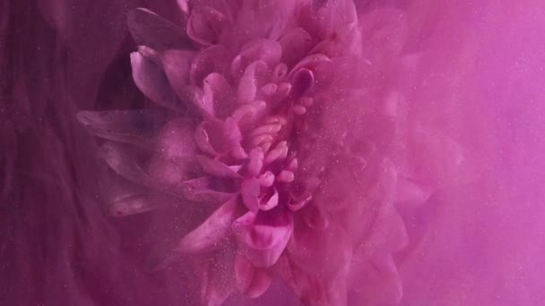 垂直录像 水下花 闪耀的薄雾 幻想之花粉红绽放的雏菊在彩色蒸汽中水滴粒子漂浮在抽象的艺术背景上 — 图库视频影像
