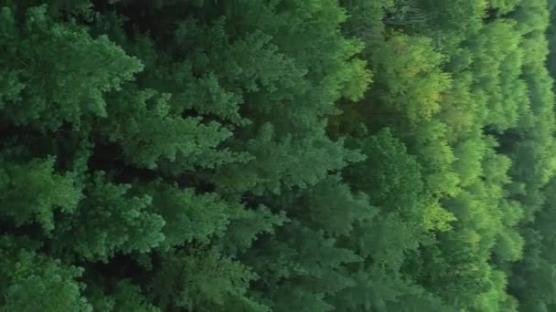 バーティカルビデオ 森の風景について エアリアルな葉 朝のドローンビューで美しい木の自然の雰囲気の夏の公園の緑の木 — ストック動画