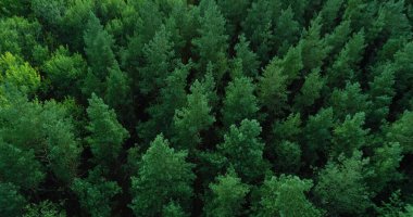Orman manzarası. Hava yeşilliği. Serene yeşil ağaçlar yaz parkında doğa atmosferi güzel ağaçlarda sabah drone manzarasında.