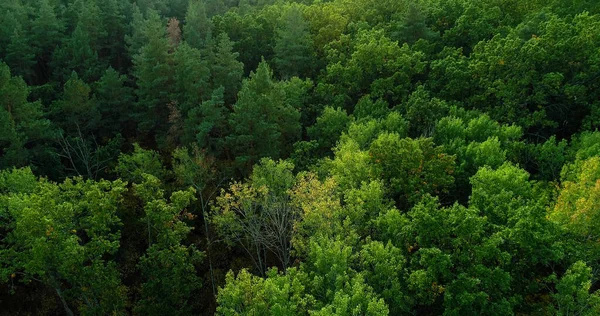 Árvores Verdes Floresta Drones Tranquilidade Madeira Bela Reserva Nacional Selvagem — Fotografia de Stock