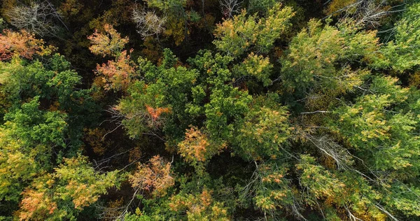 Green Foliage Aerial Tree Tops Autumn Forest Serene Nature National — Stock Photo, Image