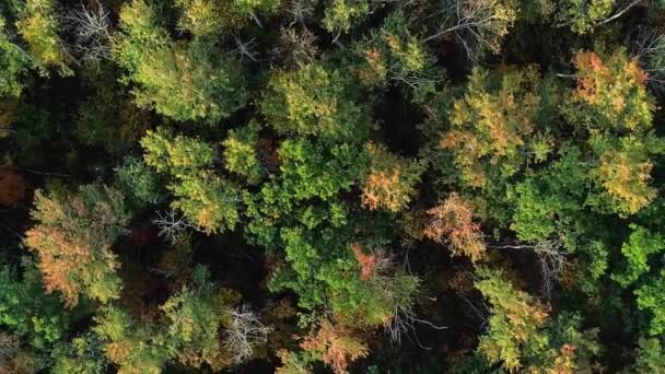 Zöld Lombozat Légifa Tetők Őszi Erdő Nyugodt Természet Parkban Szépség — Stock videók