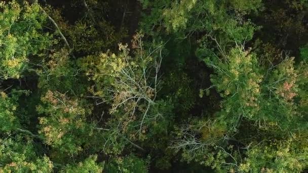 Feuillage Forestier Réserve Aérienne Tranquillité Bois Beau Parc National Sauvage — Video