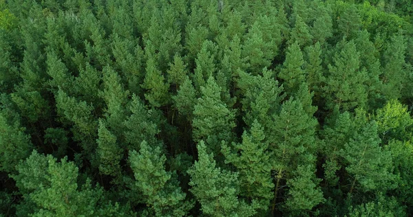 Bosque Verde Madera Aérea Ecología Atmosférica Reserva Hermosos Árboles Bosque — Foto de Stock