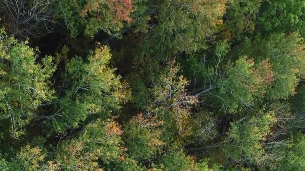 Vídeo Vertical Folhagem Queda Folhas Aéreas Sereno Verde Árvores Amarelas — Vídeo de Stock