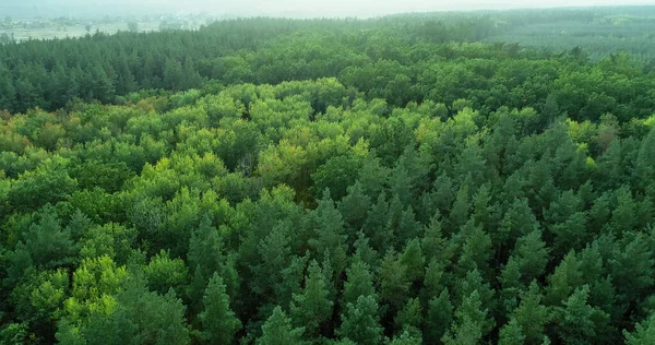 Aerial Trees Forest Landscape Green Foliage Creating Harmonious Wood Scenery — Stock Photo, Image