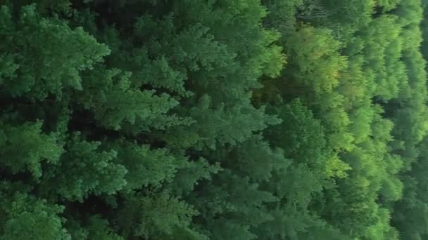 Vertikales Video Waldlandschaft Luftblätter Gelassene Grüne Bäume Sommer Park Natur — Stockvideo
