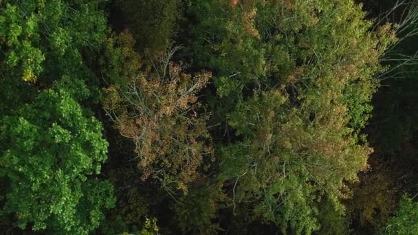 バーティカルビデオ 木の葉について 空中出発する 野生の秋の森のドローンビューの景観保護美の田園地帯の緑の木の冠 — ストック動画