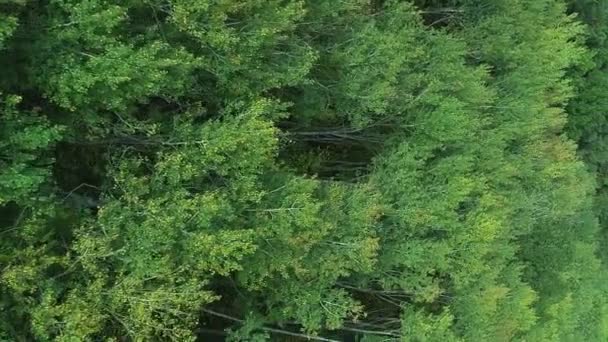 バーティカルビデオ グリーン森 アリアルウッド 大気エコロジーは 朝のドローンビューで美しい木材の富の自然を保護しています — ストック動画